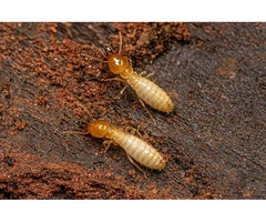 Reliable Termite Treatment in Brisbane
