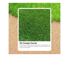 Achieve a Perfect Lawn with Sir Grange Zoysia Price