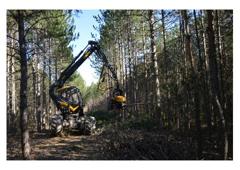 Affordable Tree Removal Costs in Adelaide