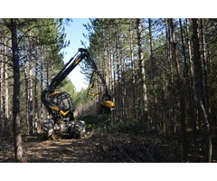 Affordable Tree Removal Costs in Adelaide