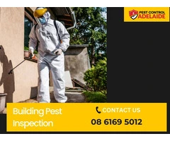 Comprehensive Building Pest Inspection | Safeguard Your Property