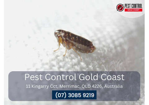 Effective Flea Control Services on Gold Coast: Say Goodbye to Fleas Today!