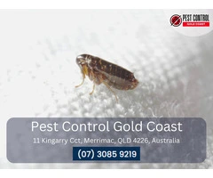 Effective Flea Control Services on Gold Coast: Say Goodbye to Fleas Today!