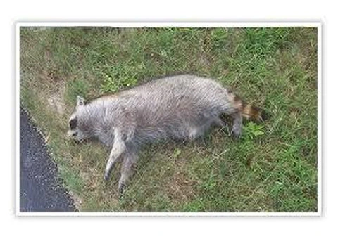 Top-Rated Dead Animal Removal in Mount Portsea