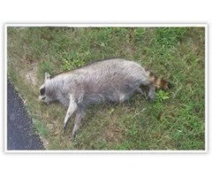 Top-Rated Dead Animal Removal in Mount Portsea