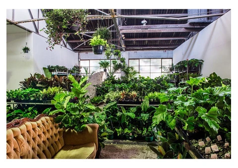 Sydney – Huge Indoor Plant Warehouse Sale!