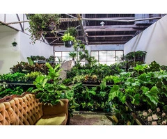 Sydney – Huge Indoor Plant Warehouse Sale!
