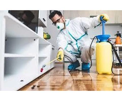 Your Local Pest Control Solution in Brisbane