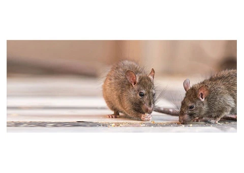 Melbourne's Expert Mice Removal Services