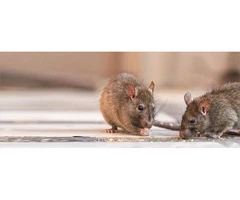 Melbourne's Expert Mice Removal Services
