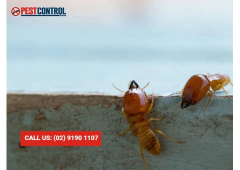 Termite Removal Sydney: Effective Solutions for Your Home