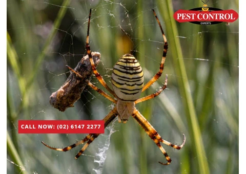 Effective Spider Extermination in Canberra: Protect Your Home Today!