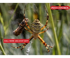 Effective Spider Extermination in Canberra: Protect Your Home Today!