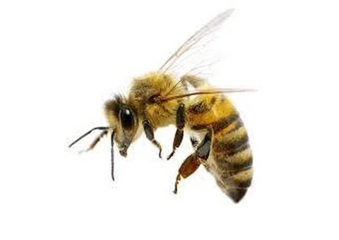 Affordable Wasp Removal Services in Auburn