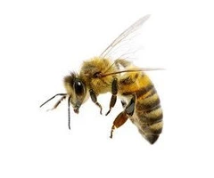 Affordable Wasp Removal Services in Auburn