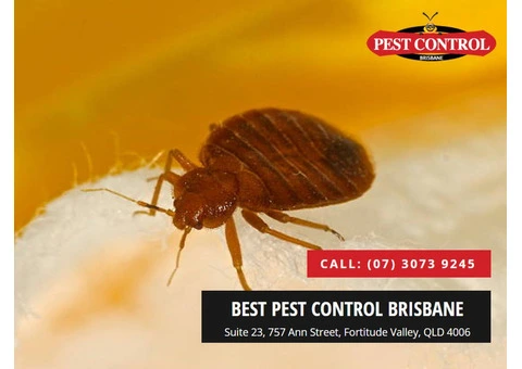 Effective Bed Bug Exterminator Brisbane: Fast & Reliable Solutions