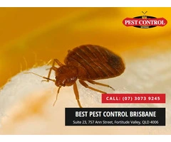 Effective Bed Bug Exterminator Brisbane: Fast & Reliable Solutions