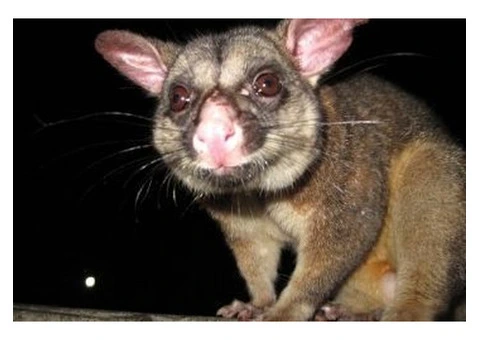 Humane Possum Removal Canberra - 2/4