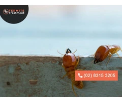 Emergency Termite Treatment : Urgent Care for Your Home