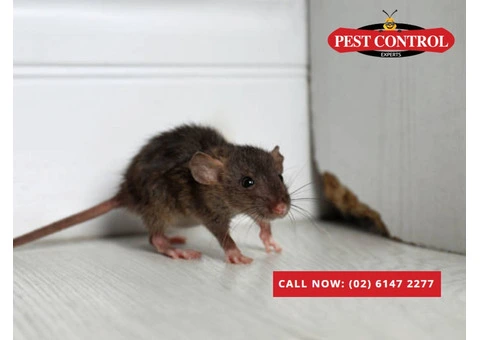 Top Mouse Control Services in Canberra : Say Goodbye to Rodents
