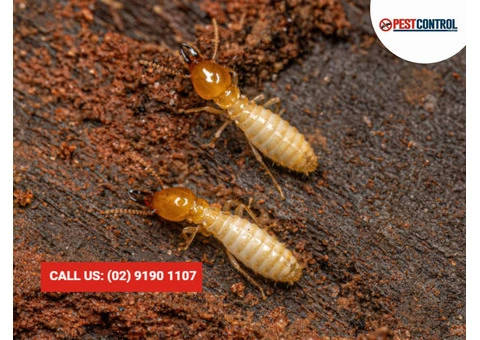 Expert Termite Exterminator in Sydney: Safeguard Your Property