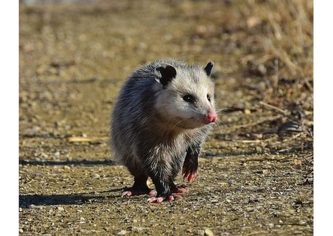 Humane Possum Removal Perth - 2/5
