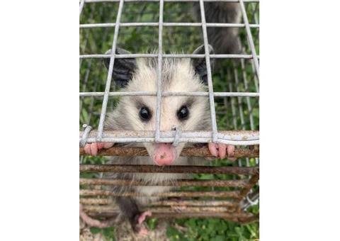 Humane Possum Removal Perth - 3/5