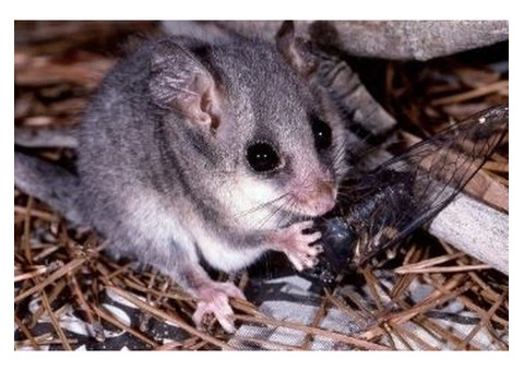 Humane Possum Removal Perth - 4/5