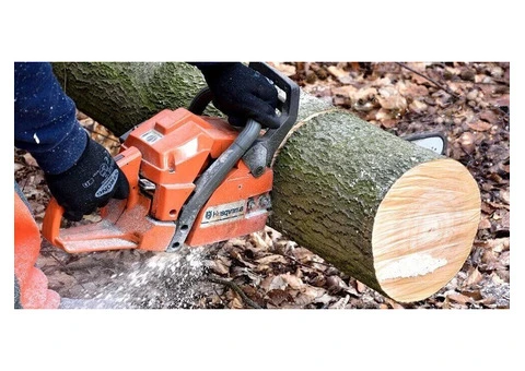 Get Quality Tree Cutting Services Right Here in Hampton