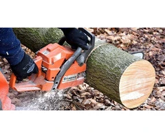 Get Quality Tree Cutting Services Right Here in Hampton