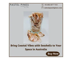 Bring Coastal Vibes with Seashells to Your Space in Australia
