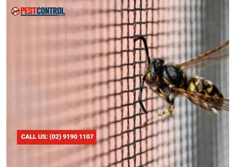 Safe and Effective Wasp Control Services in Sydney – Call Us!