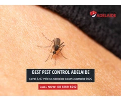 Safe and Effective Outdoor Mosquito Control Solutions Nearby