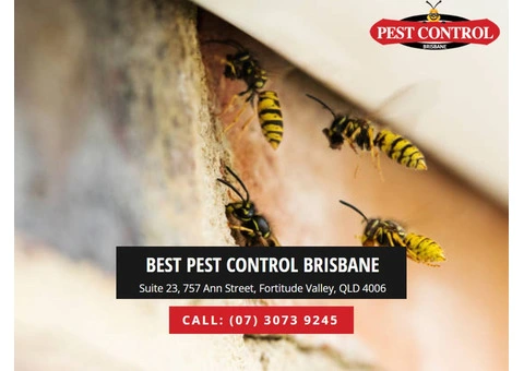 Fly Pest Control Services: Get Rid of Flies in 24 Hours!