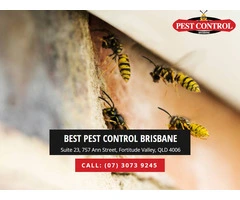 Fly Pest Control Services: Get Rid of Flies in 24 Hours!