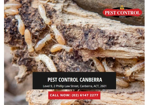 Comprehensive Termite Management in Canberra: Safeguard Your Home!