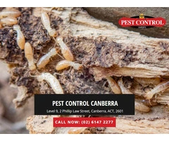 Comprehensive Termite Management in Canberra: Safeguard Your Home!
