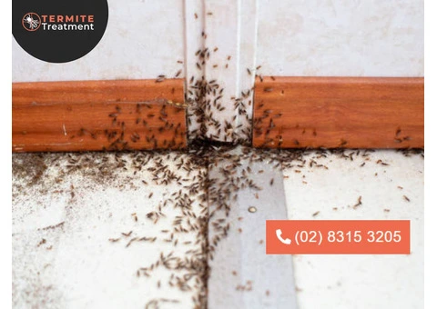 Safe and Effective Ant Control Solutions: We're Near You!