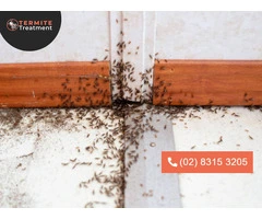 Safe and Effective Ant Control Solutions: We're Near You!