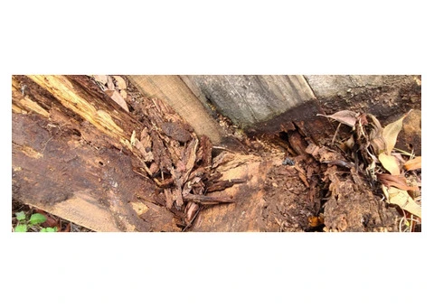 Termite Inspection Brisbane