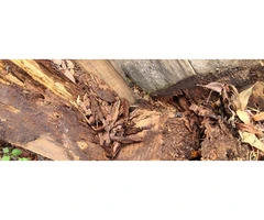 Termite Inspection Brisbane