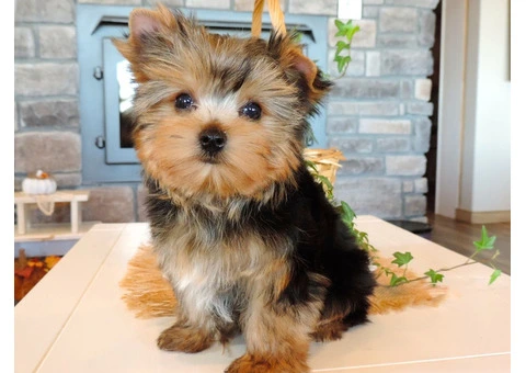 Adorable Yorkshire Terrier Puppies for Sale!
