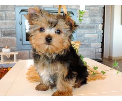 Adorable Yorkshire Terrier Puppies for Sale!