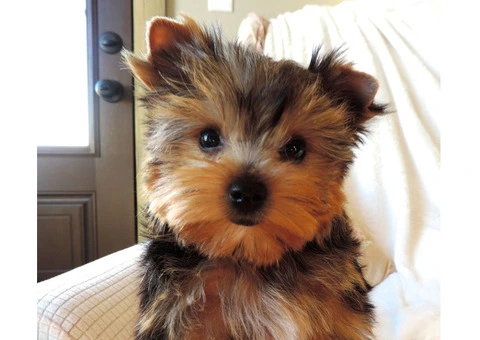 Adorable Yorkshire Terrier Puppies for Sale! - 2/2