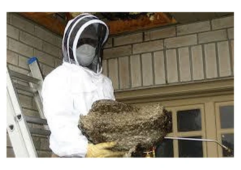 Wasp Nest Removal Melbourne