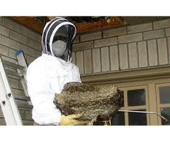 Wasp Nest Removal Melbourne