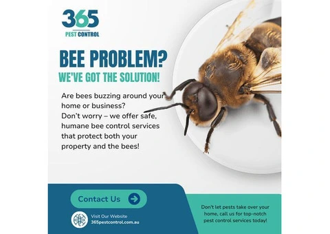 Same Day Bees Removal – Your Solution to Bee Problems!