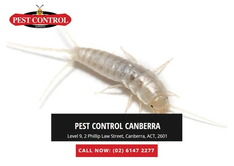 Silverfish Treatment: Best Methods to Protect Your Home Today