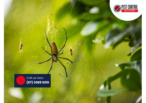 Spider Control Gold Coast: Keep Your Home Safe and Pest-Free