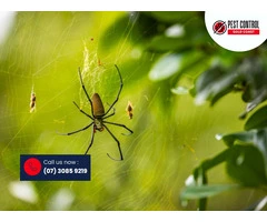 Spider Control Gold Coast: Keep Your Home Safe and Pest-Free